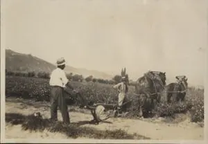 Le domaine agricole de l’Abadie à La Bocca